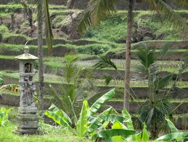 Subak-Bali.jpg