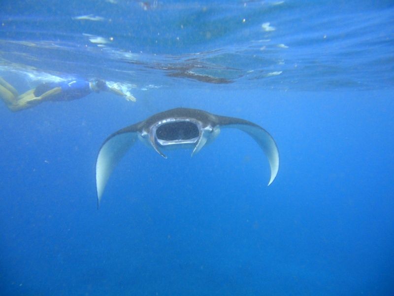 Manta-Lembongan-1.jpg