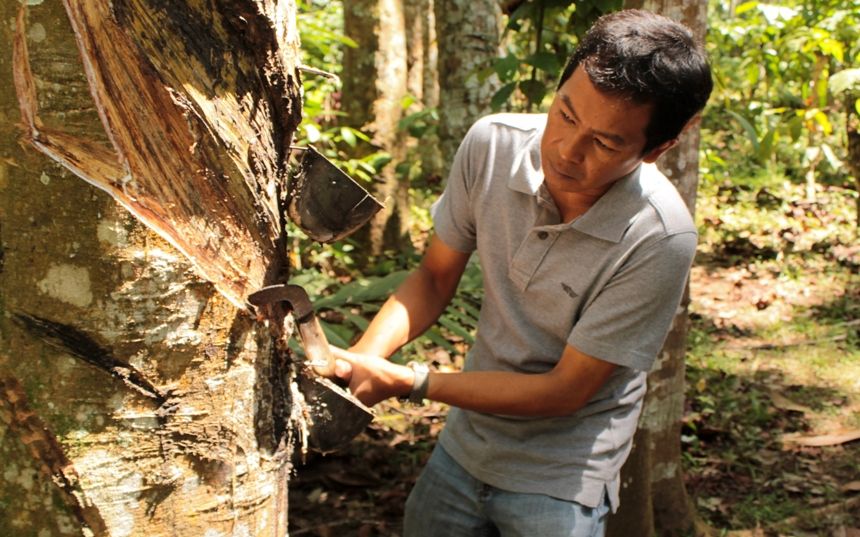 Plantations-Kalibaru.jpg