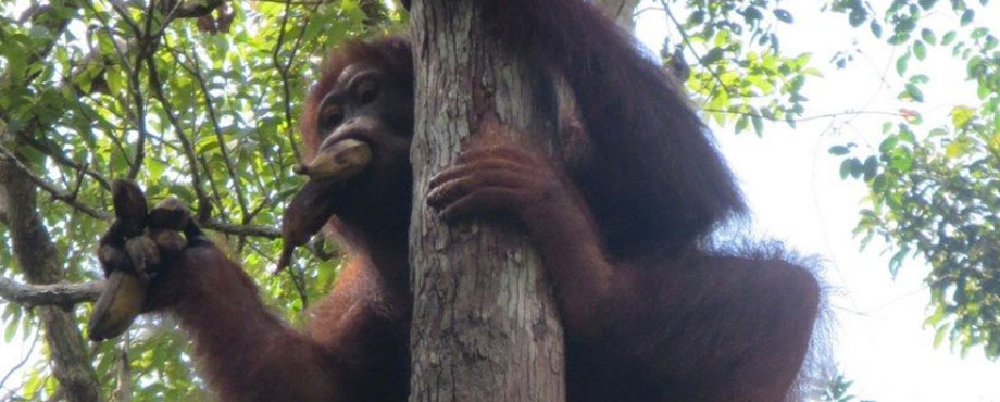 borneo_2.jpg