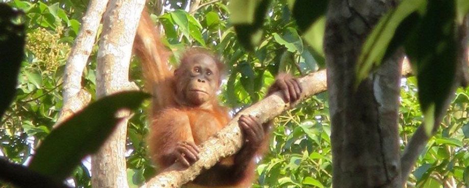 borneo_3.jpg