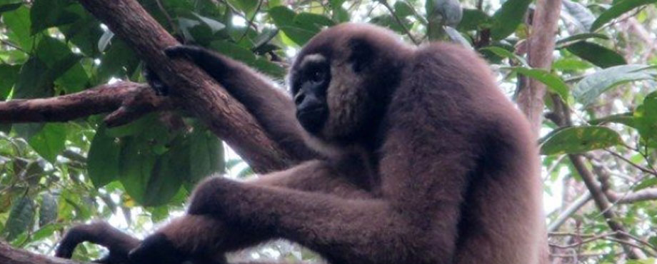 borneo_4.jpg