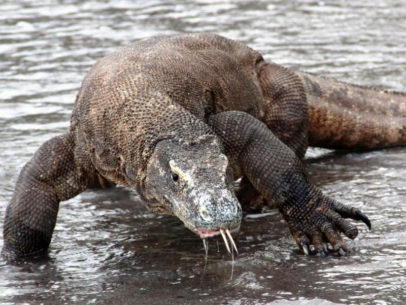 komodo-3-1.jpg