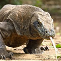 Komodo