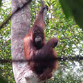 Borneo